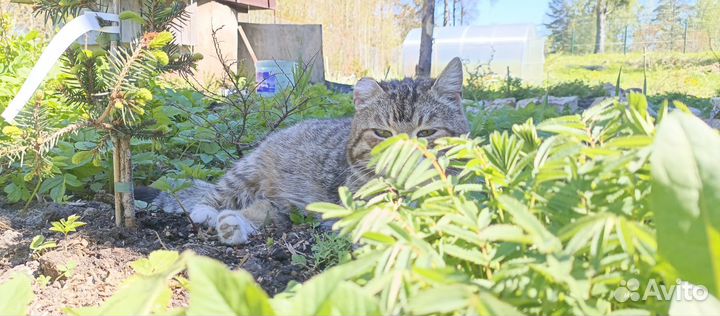 Кошка в добрые руки