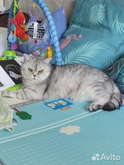 Отдам кота бесплатно