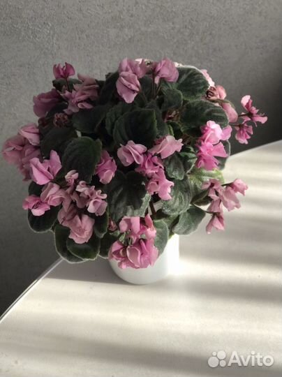 Фиалка сенполия