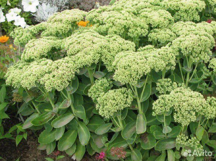 Очитки многолетники