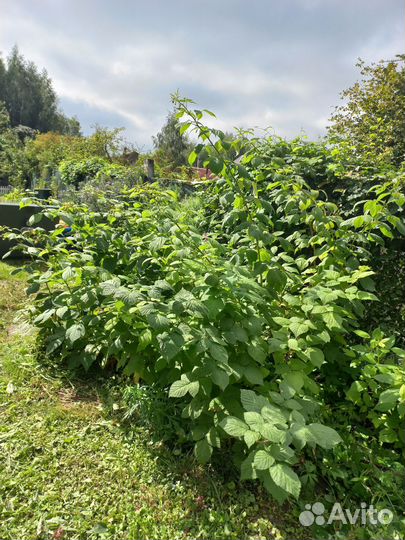 Малина ремонтантная