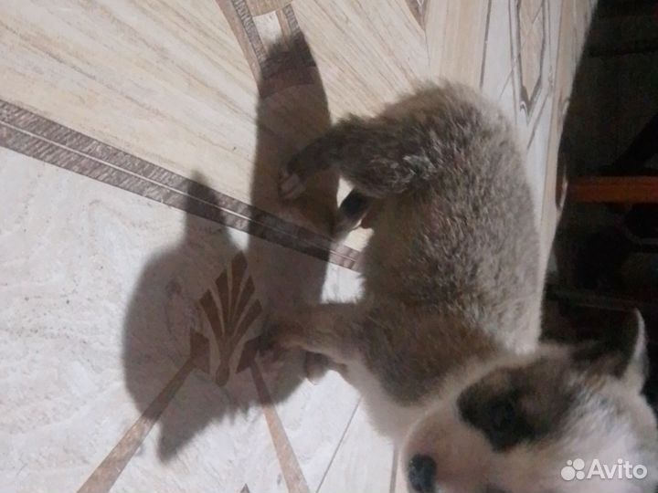 Щенки чихуахуа