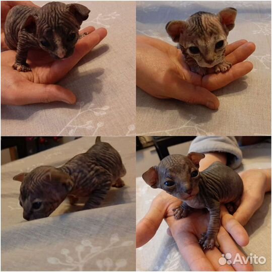 Канадский сфинкс (Вязка) пригласим в гости кошечку