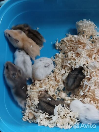 Джунгарский хомяк