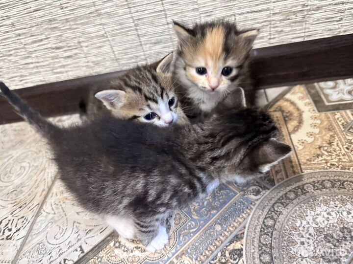 Котята