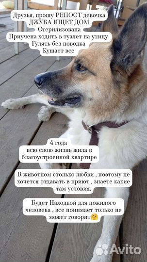 Собака в добрые руки отдам бесплатно
