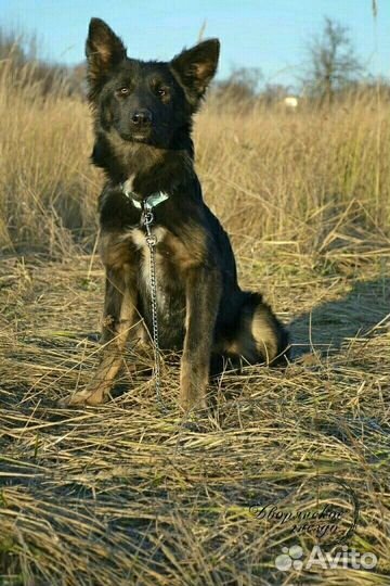 Собака Яшма