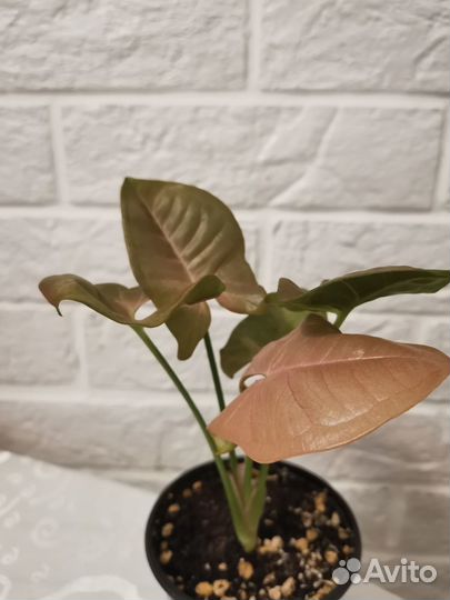 Сингониум неон