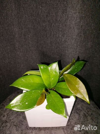 Хойя карноза