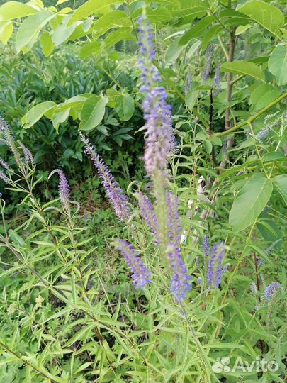 Колокольчик, самшит, бадан, вероника