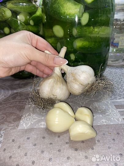 Чеснок домашний