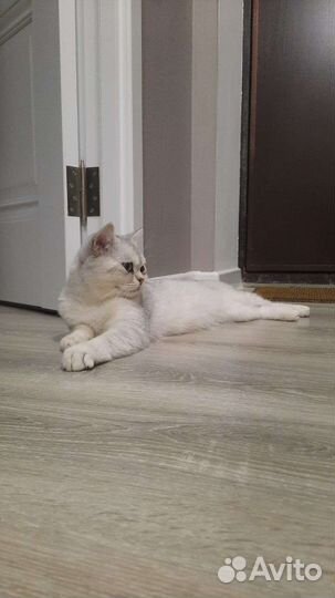 Шотландский котик вязка