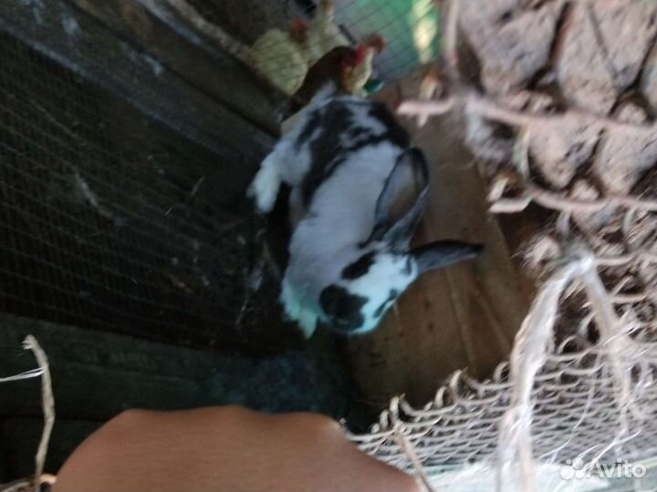 Кролик немецкий пестрый строкач