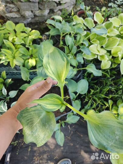 Хоста guardian angel (гардиан ангел)