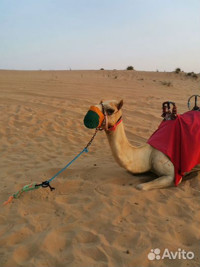 Горящие туры в дубай на 7 ночей