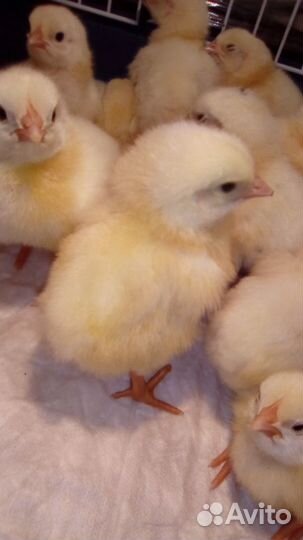 Цыплята бройлеры Кобб 500, Росс 308 (Словакия)