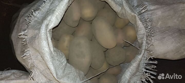 Продам картофель