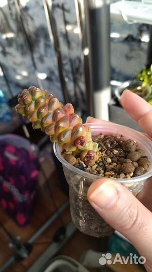 Monadenium ritchiei variegata