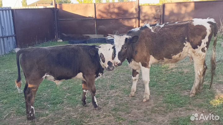 Бычки,телочки