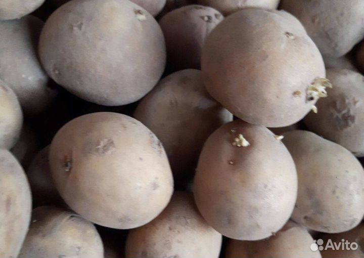 Картофель семенной, сортовой