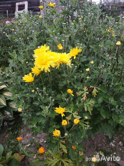 Садовые многолетники:ирисы,бадан,хризантема желтая