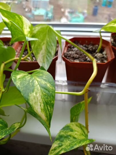 Сциндапсус неон