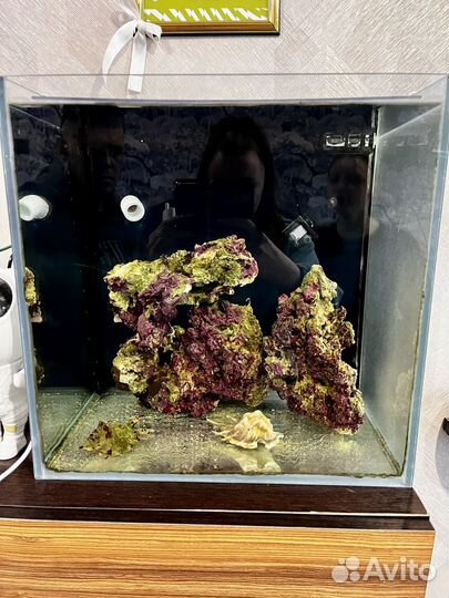 Морской аквариум с живыми камнями