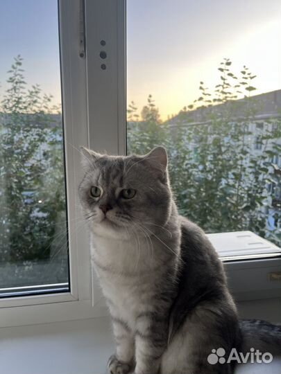 Шотландский кот на вязку