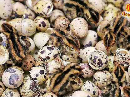 Инкубационное яйцо перепелов, качественный вывод, Сясьстрой