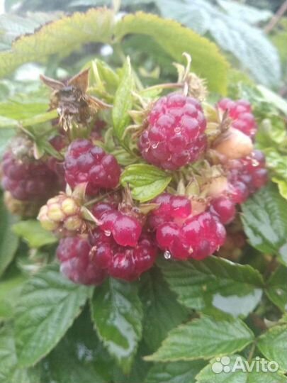 Малина сорт Скоморох крупная сладкая ягода