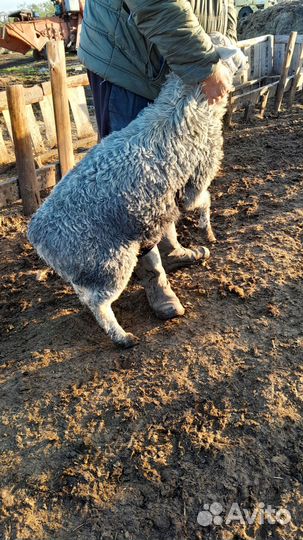 Ягнята (ярочки и баранчики) по мере отбивки