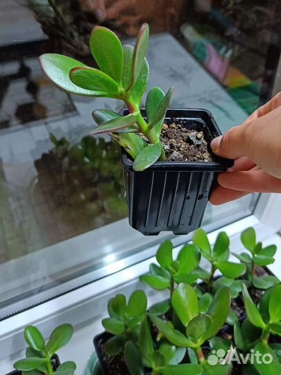 Цветок Денежное дерево (Толстянка)