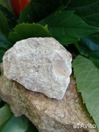 Окаменелости