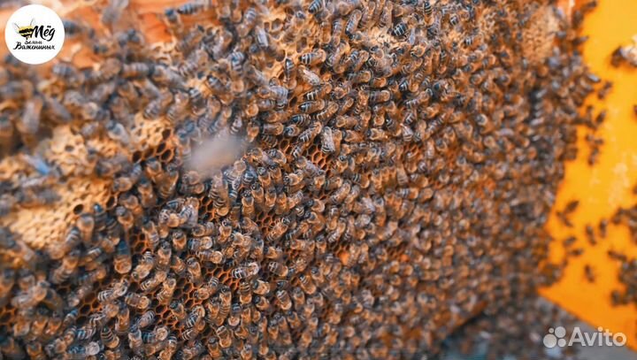Мёд горный, липовый, гречишный. Урожай 2023