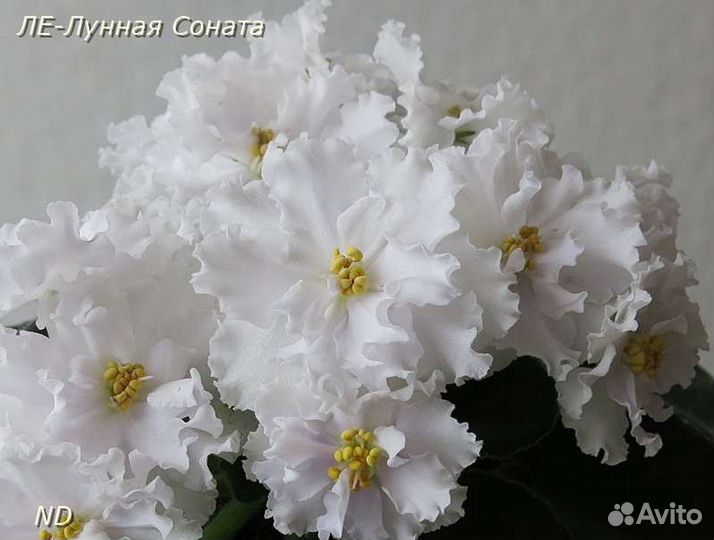 Детки сортовых фиалок