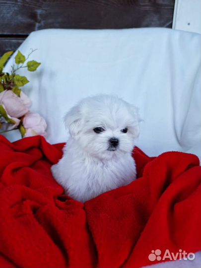 Щенки мальтезе 2.5 месяца
