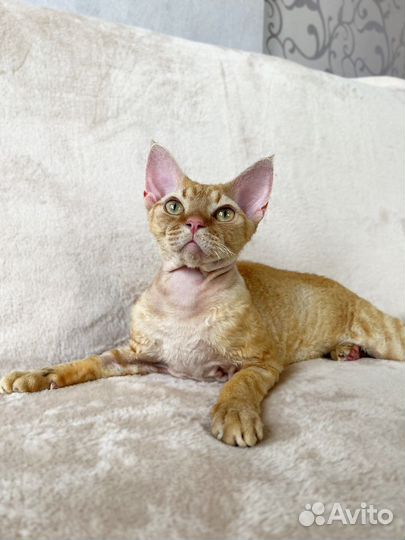 Девон-рекс вязка, вао