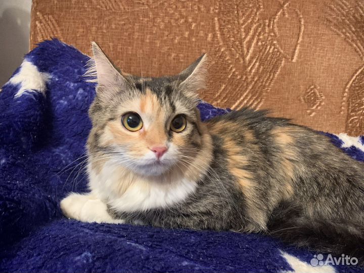 Кошечка Моня