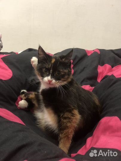 Кошка богатка на случку по договоренности