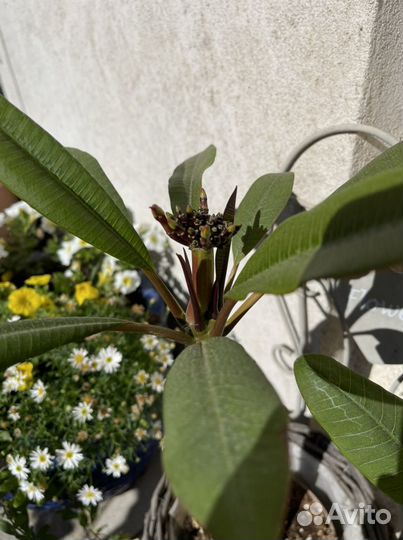 Экзотическая плюмерия