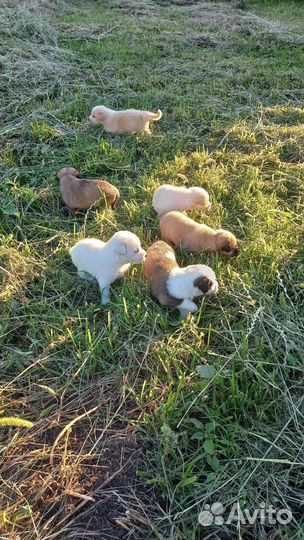 В добрые руки