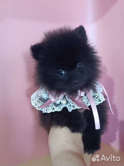 Померанский шпиц малыш с родословной