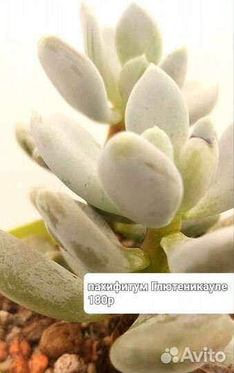 Суккуленты