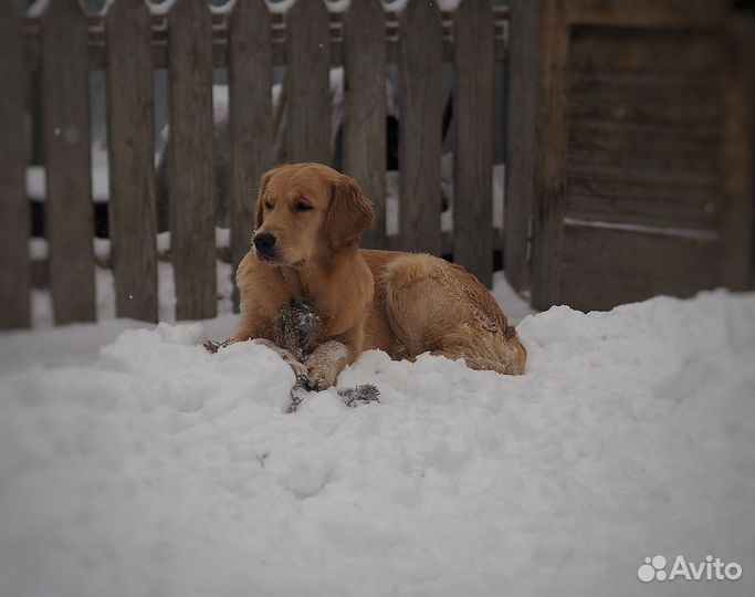 Ретривер.щенки