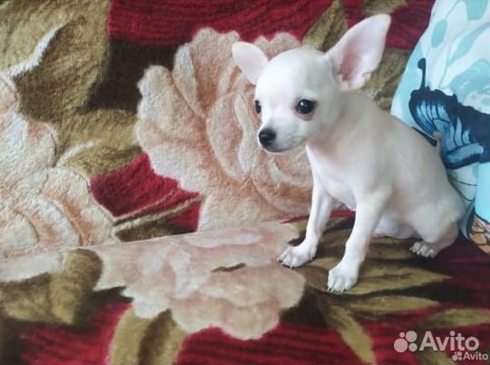 Той-терьер мальчик