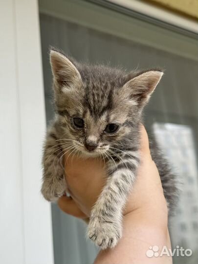 Котенок в добрые руки