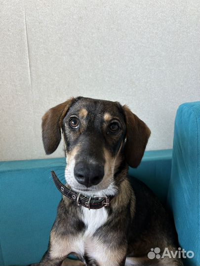 Нужен лучший дом для Мухи