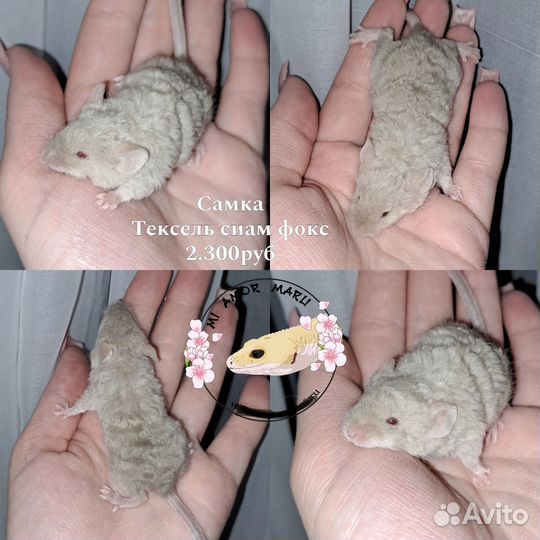 Декоративные мыши Тексель