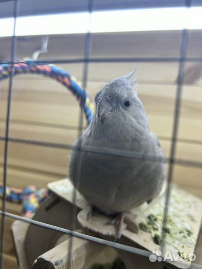 Попугай корелла девочка