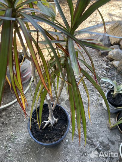 Драцена маргината